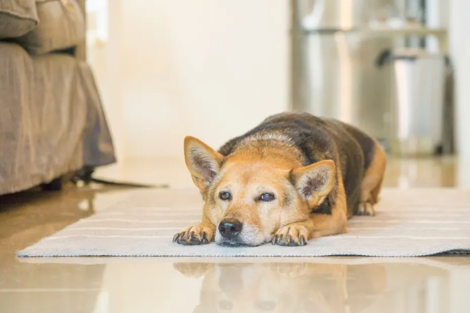 Senior dog resting at the floor