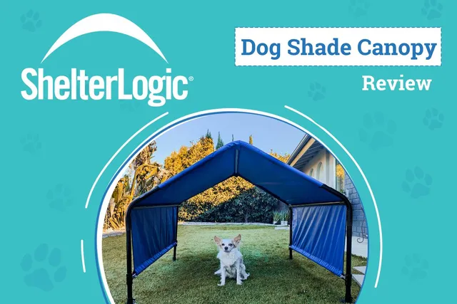 ShelterLogic Dog Shade Canopy Review 2026: Keeping Lorelei Cool in the California Heat