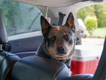 Why Is My Dog Scared of Car Rides? 5 Vet-Verified Causes & How to Help