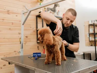 20 Dog Haircut & Grooming Styles (With Pictures)
