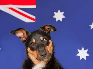 10 Australian Dog Breeds: Down Under Origins (With Info & Pictures)