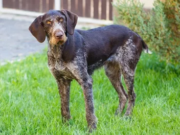 German Wirehaired Pointer Dog Breed: Info, Pictures, Care & More