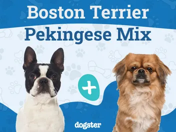 Boston Terrier Pekingese Mix Dog Breed: Info, Pictures, Care, & Facts