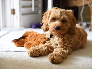 Mini Cockapoo: Info, Pictures, Care Guide & More