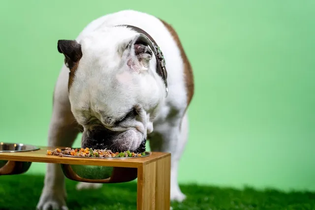 Do Dogs Like Dog Food? Canine Taste Buds Explained