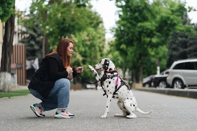 How to Train Dalmatians: 8 Vet-Approved Tips