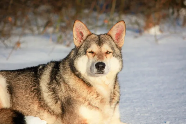 Saarloos Wolfdog Dog Breed: Info, Pictures, Care & Traits