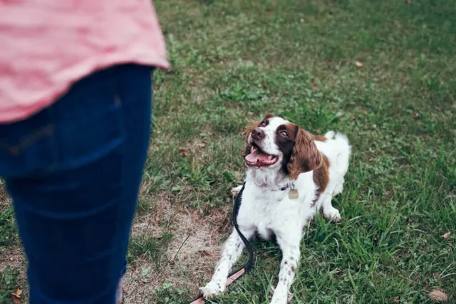 How Long Will It Take to Train a Dog? Vet-Reviewed Facts & Tips
