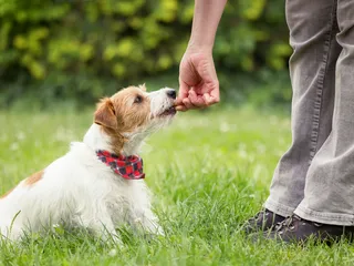 Top 10 Most Popular Dog Treat Brands in 2026 - Reviews & Top Picks