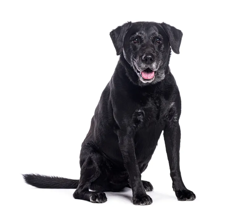 Black Labrador Retriever panting on white background
