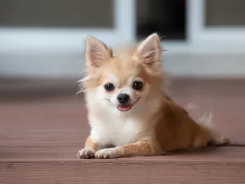 15 Dog Breeds That Don't Play Fetch: Info, Pictures & Facts