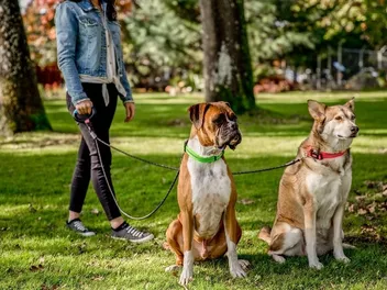 10 Best Dog Leashes for Large Dogs in 2026 - Reviews & Top Picks