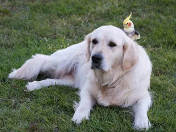 6-Year-Old Dog: Vet-Approved Care Guide & Facts