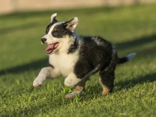 How Much Playtime Does a Puppy Need? Importance for Socialization (Vet-Reviewed)