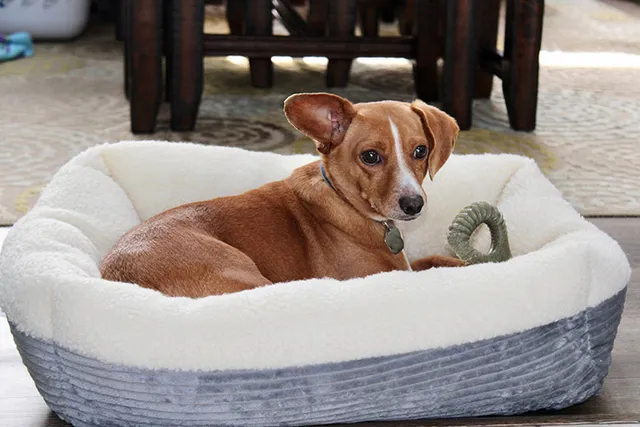 10 Dog Breeds That Look Like Chihuahuas: With Info & Pictures