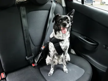 Are Dog Seat Belts Safe? 7 Vet Approved Car Safety Tips