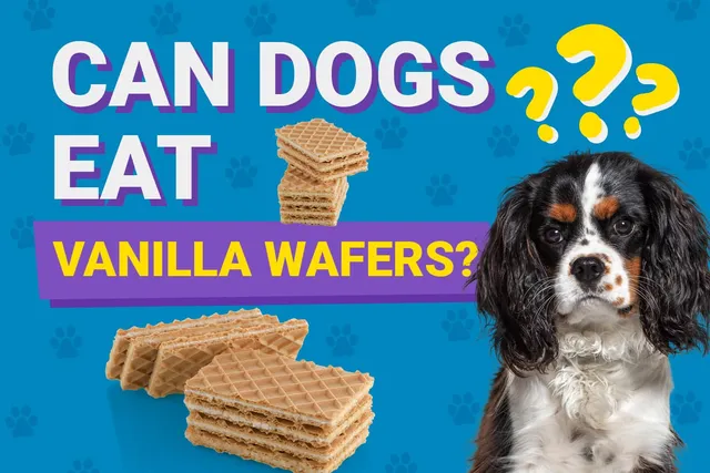 Can Dogs Eat Vanilla Wafers? Vet-Reviewed Facts & FAQ