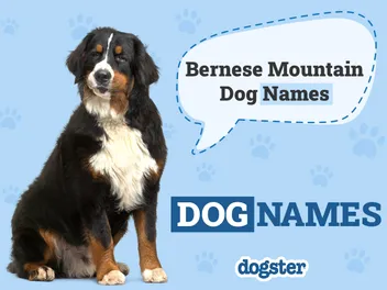 403 Bernese Mountain Dog Names: Ideas for Giant Cuddly Dogs