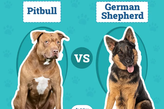 Pitbull vs German Shepherd: Main Differences (With Pictures)