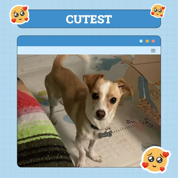 Cutest Dog