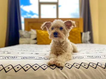 10 Pet-Friendly Hotels in Des Moines, Iowa: 2026 Update