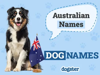 250+ Australian Dog Names: Popular Options From Down Under
