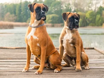 What Were Boxers Bred For? History & FAQ