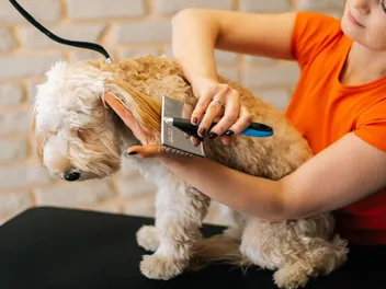 9 Best Brushes for Labradoodles in 2026 – Reviews & Top Picks