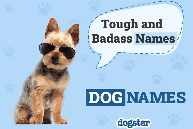 100+ Tough & Badass Dog Names: Popular Options for Your Protector