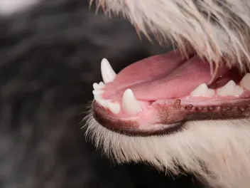 Why Does My Dog’s Breath Smell Metallic? 3 Possible Reasons