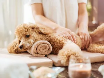 6 Vet-Verified Benefits of Massaging Your Dog (With Techniques You Can Try)
