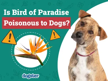 Is Bird of Paradise Poisonous to Dogs? Vet-Verified Info, Signs & Prevention Tips