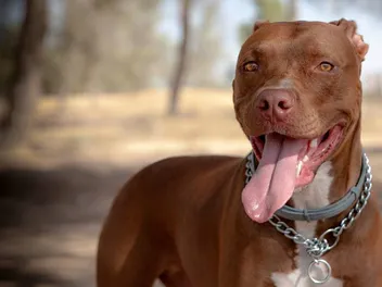 Red Nose Pitbull: Info, Pictures, Origin & History