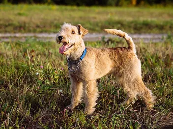 Lakeland Terrier: Dog Breed Info, Pictures, Traits & Care