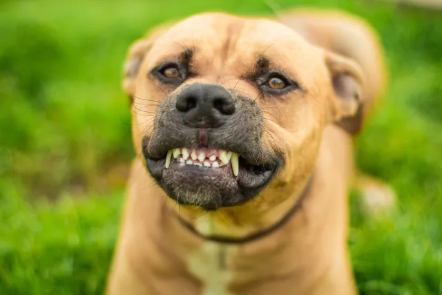 Why Do Dogs Grind Their Teeth? 5 Vet-Reviewed Reasons & What to Do