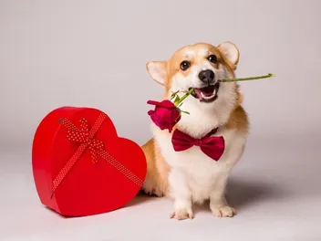 10 Great Valentine's Gifts for Dogs in 2026