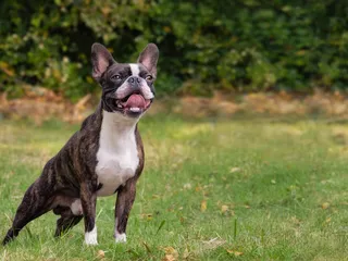 Why Does My Dog Snort Like a Pig? 7 Vet Reviewed Reasons & When to Worry