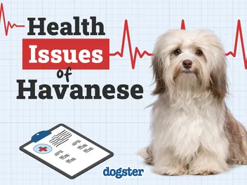 9 Common Havanese Health Issues to Watch Out For (Vet Approved)