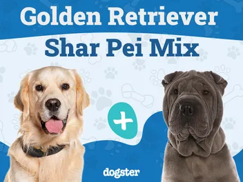 Golden Pei (Golden Retriever & Shar Pei Mix): Info, Pictures, Care & More