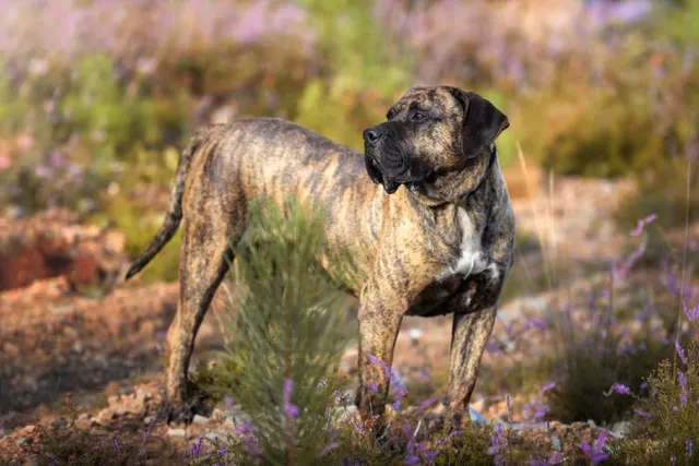 Presa Canario Dog Breed: Info, Pictures, Care & More