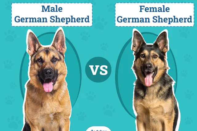 Male vs Female German Shepherd: The Differences (With Pictures)