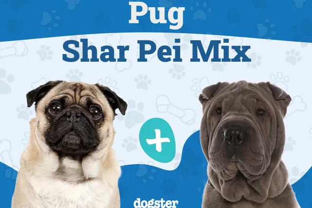 Ori Pei (Chinese Shar-Pei Pug Mix): Info, Pictures, Care & More