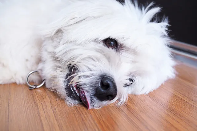 Dog Tremors: Causes, Diagnosis & Treatment (Vet Answer)