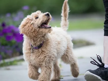 When Is a Puppy Considered an Adult Dog? Vet-Verified Facts & FAQ