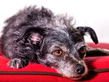 Dorkie (Dachshund & Yorkshire Terrier Mix): Info, Pictures, Care & More
