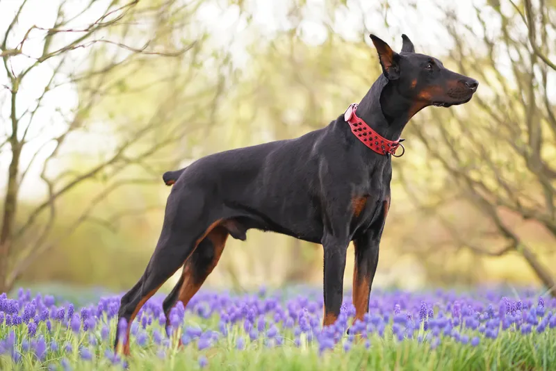 Black tan Doberman standing on a flower fiel
