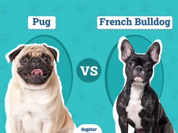 Pug vs French Bulldog: Differences Explained (With Pictures)