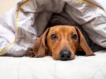 5 Vet-Verified Reasons Why Dachshunds Burrow Under Blankets & When To Worry