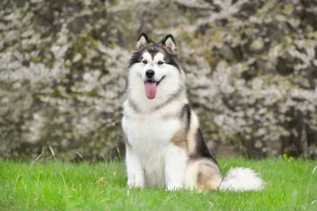How Long Do Alaskan Malamutes Live: Average Lifespan, Data & Care (Vet-Approved)