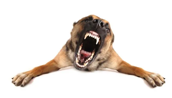 angry belgian shepherd barking with white background